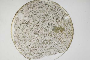 Plane Polarized, S6546