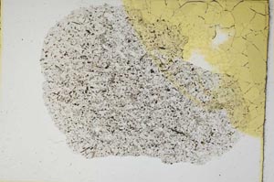 Plane Polarized, S6586