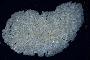 Cross Polarized, S6587