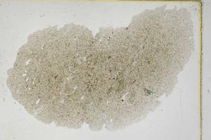 Plane Polarized, S6587