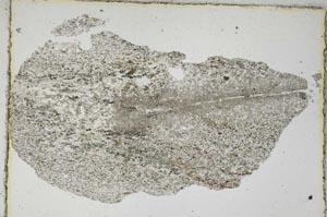 Plane Polarized, S6591