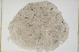 Plane Polarized, S6595