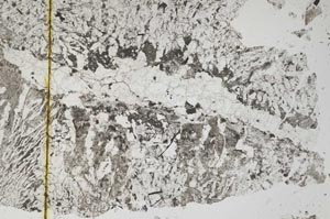 Plane Polarized, S6596