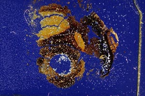 Cross Polarized, S6665