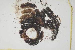 Plane Polarized, S6665