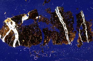 Cross Polarized, S6666