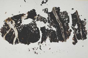 Plane Polarized, S6666