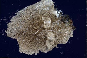 Cross Polarized, S6673