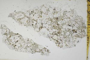 Plane Polarized, S6691