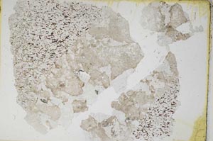 Plane Polarized, S6693