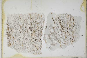 Plane Polarized, S6698