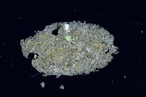 Cross Polarized, S6699