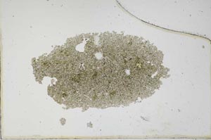 Plane Polarized, S6699