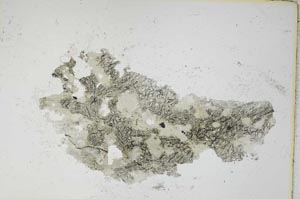 Plane Polarized, S6755