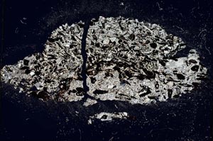 Cross Polarized, S6778