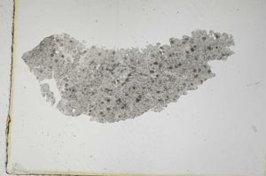 Plane Polarized, S6830