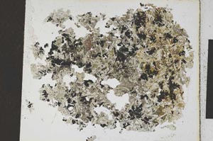 Plane Polarized, S6881