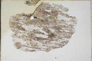 Plane Polarized, S6895