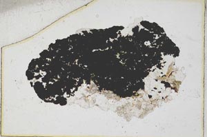 Plane Polarized, S6913