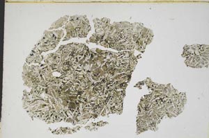 Plane Polarized, S6955