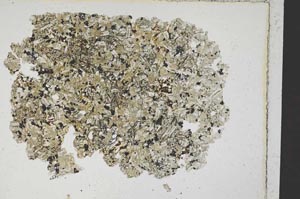 Plane Polarized, S7237