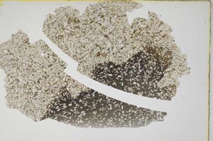 Plane Polarized, S7315