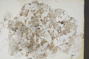 Plane Polarized, S7326