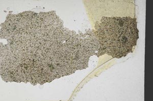 Plane Polarized, S7328