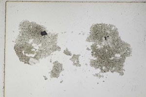 Plane Polarized, S7372