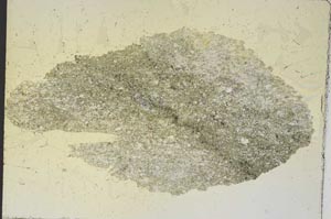 Plane Polarized, S7401