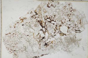 Plane Polarized, S7499