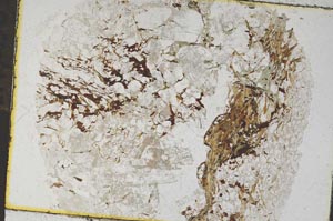 Plane Polarized, S7499/a