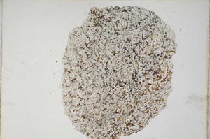 Plane Polarized, S7500