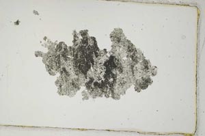 Plane Polarized, S7645