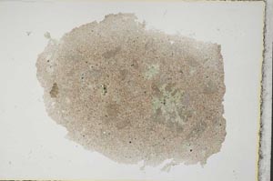 Plane Polarized, S7673