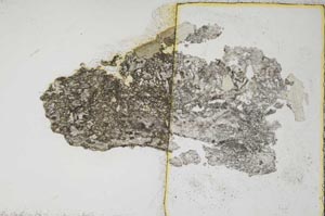 Plane Polarized, S7693