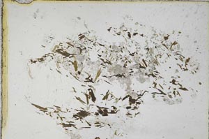 Plane Polarized, S7771