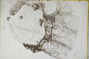 Plane Polarized, S7848