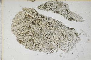 Plane Polarized, S7853