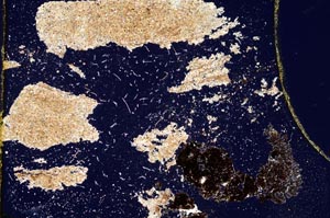 Cross Polarized, S7959