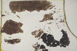 Plane Polarized, S7959