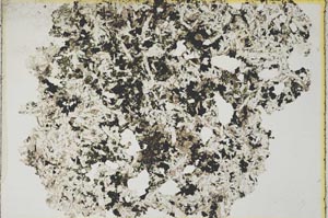 Plane Polarized, S7963