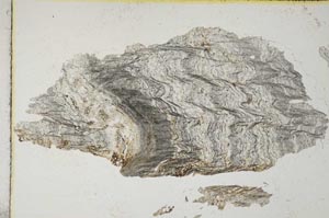 Plane Polarized, S7965