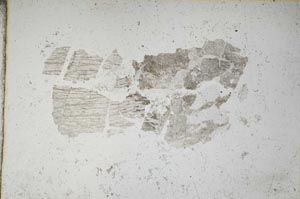 Plane Polarized, S8033