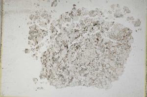Plane Polarized, S8072