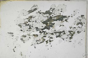 Plane Polarized, S8125