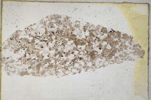 Plane Polarized, S8126