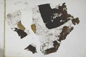 Plane Polarized, S8137