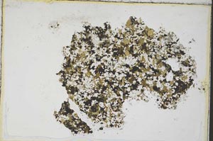 Plane Polarized, S8147