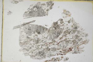 Plane Polarized, S8156